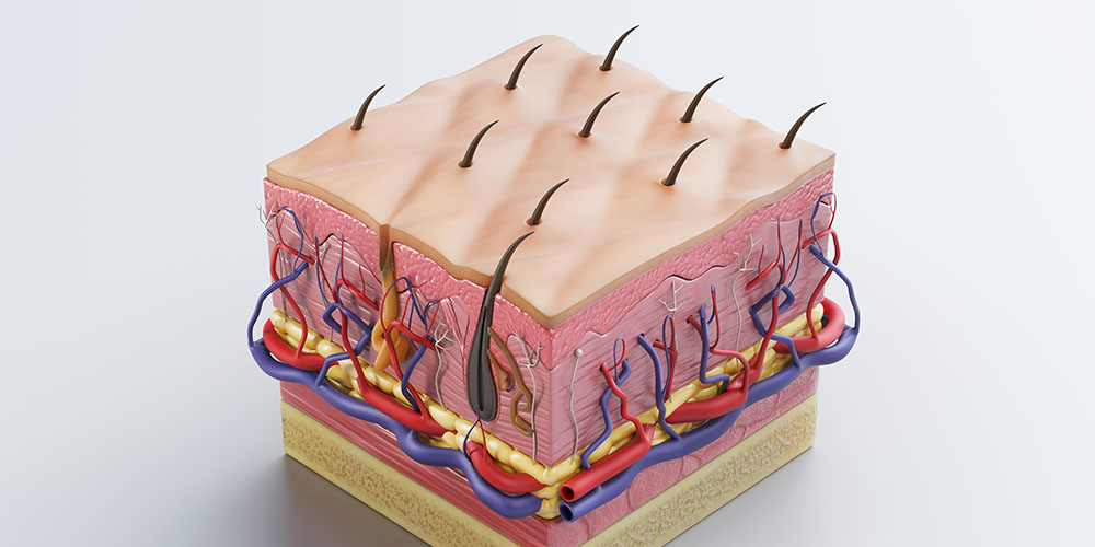 Medical Terminology of the Integumentary System