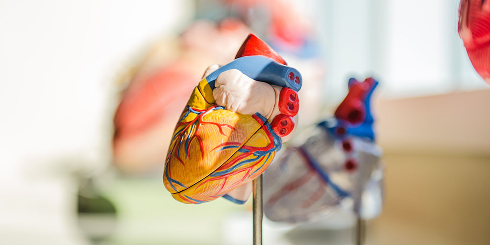 Medical Terminology of the Cardiovascular System: Part 2