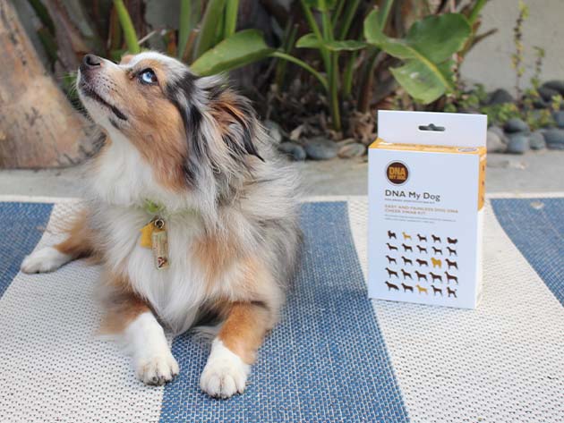 Understand Your Pet Better with This Award-Winning Dog Breed Test Kit — Fast, Easy, and Painless