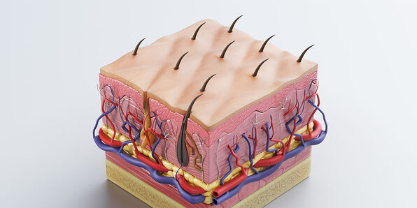Integumentary System, Part 1: The Skin - Product Image