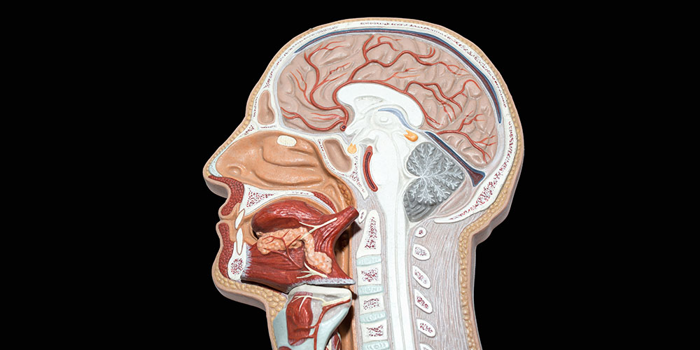 Medical Terminology of the Lymphatic System