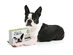 Allergy Test My Pet Kit (3-Pack)