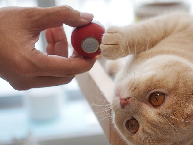 Cheerble Ball: Interactive Toy for Cats