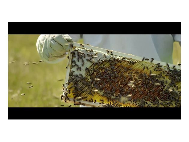 Burt's Bees Vanilla Bean Moisturizing Lip Balm