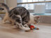 Cheerble Ball: Interactive Toy for Cats