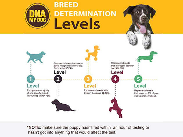 how much is a dog breed dna test