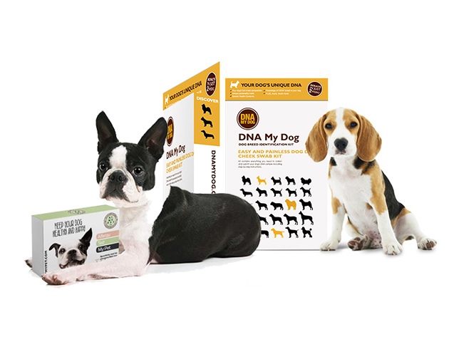 DNA My Dog Breed Identification Test & Allergy Test My Pet Kit Bundle