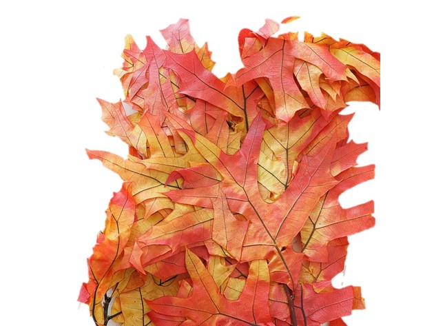 Homvare Transparent Preserved Fall Oak Leaves 5 Pieces Oz Artificial Ornament for Fall, Thanksgiving, Halloween, Party and Wedding Decorations