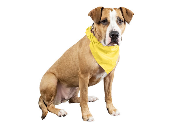 Dog Bandana Pastel Yellow