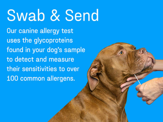 DNA My Dog Canine (Allergy Test Only)