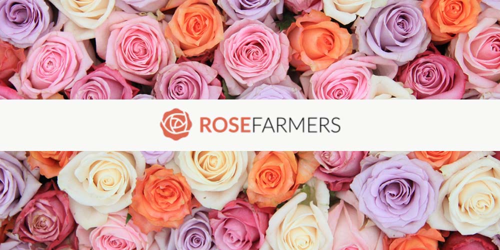 Get 2 Dozen Farmer's Color Choice Long-Stem Roses for Only $19.99! (Shipping Not Included)