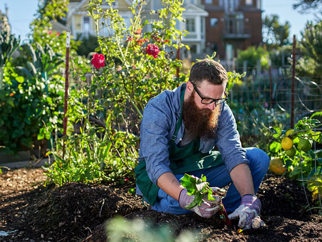The Combined Urban & Zen Gardening Mastery Bundle