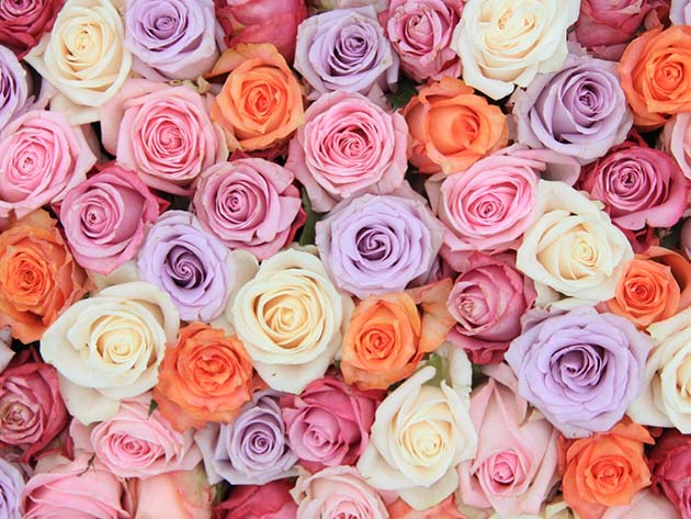 Get 2 Dozen Farmer's Color Choice Long-Stem Roses for Only $19.99! (Shipping Not Included)