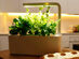 Smart Herb Garden Starter Kit & 3-Pack Refill (International)