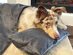 BuddyRest Soothe™ Anti-Anxiety Weighted Dog Blanket (Gray/Large)