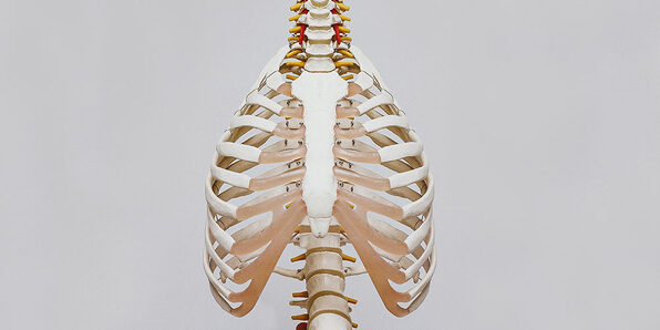Medical Terminology of the Skeletal System - Product Image