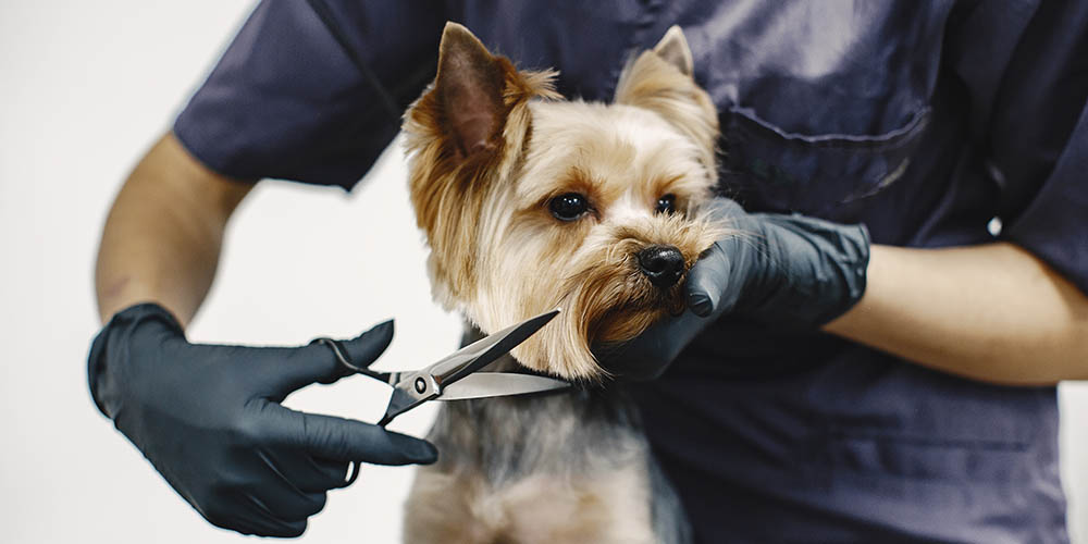 Ultimate Guide to Dog Grooming [Modules Only]