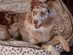 BuddyRest Lynx Lounger Vegan Fur Dog Bed (XL)