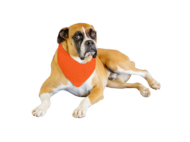 Qraftsy Solid Polyester 12 Pack Dog Neckerchief Triangle Bibs  - Extra Large - Orange