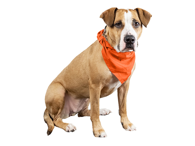orange dog bandana