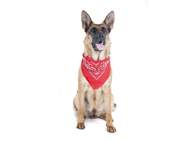 Balec Paisley Polyester Pets 6 Pack Dogs Bandana Triangle Shape  - Oversized - Red