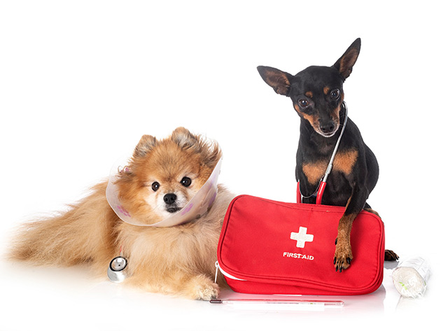 Canine First Aid & CPR Course
