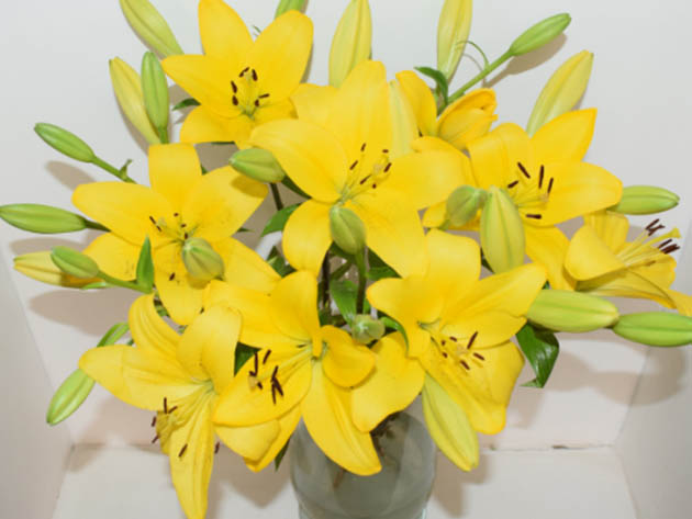 Get 12-14 Mixed Day-lilies For Only $34.99 Shipped!