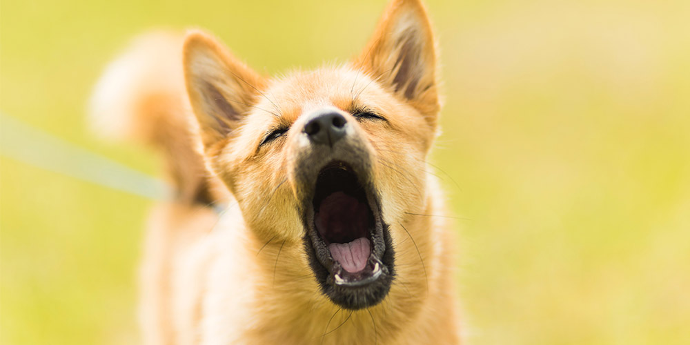 Dog Training: Stop Dog Barking: Easy Dog Training
