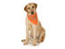 5-Pack Paisley Cotton Dog Scarf Triangle Bibs  - XL and Washable - Orange