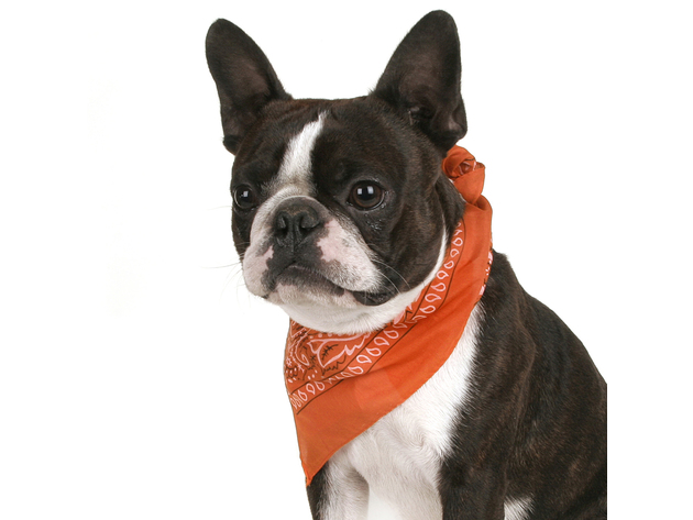 Mechaly Pack of 8 Paisley Cotton Dog Bandana Triangle Shape  - Fits Most Pets - Mix Colors