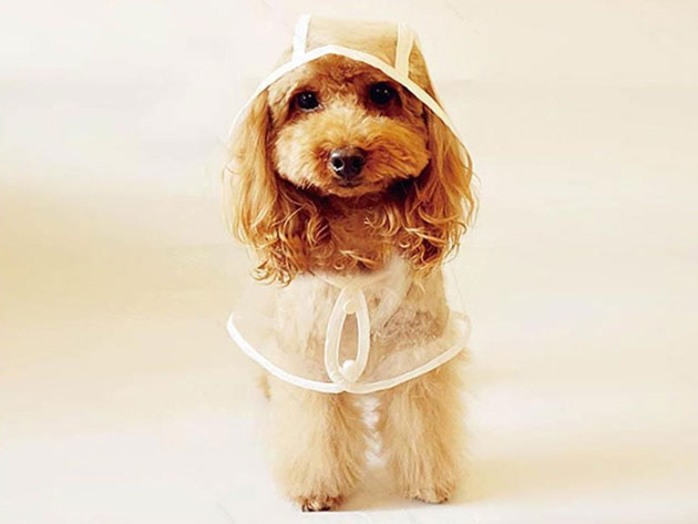 dog wearing raincoat