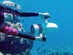 Whiteshark Tini Underwater Scooter