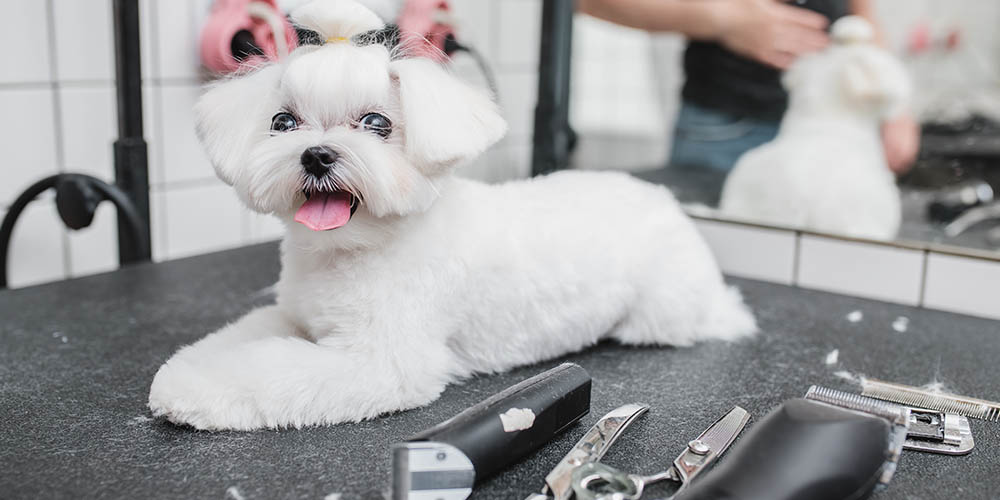 Guide to Dog Grooming