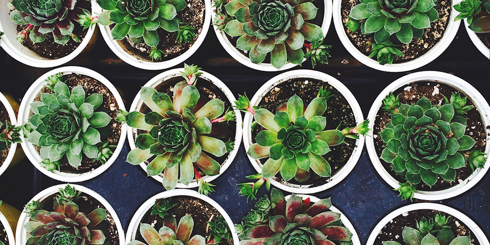 Gardening for Beginners: House Plants, Succulents, & Herbs