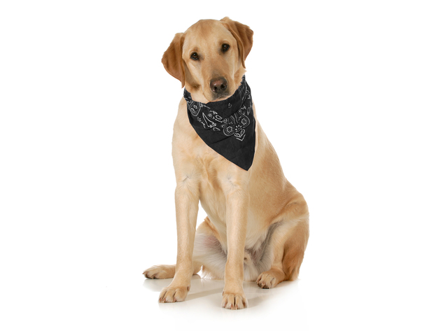 3-Pack Paisley Cotton Dog Scarf Triangle Bibs  - XL and Washable - Black