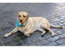 2 Pack Paisley Polyester Pets Dogs Bandana Triangle Shape  - Oversized - Yellow