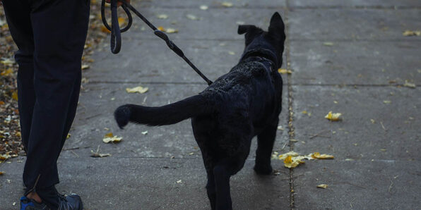 Dog Training Course: Leash Training - Stop Pulling on the Leash - Product Image