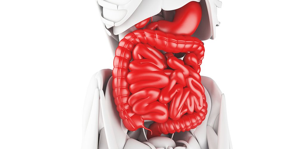 Introduction to the Digestive System