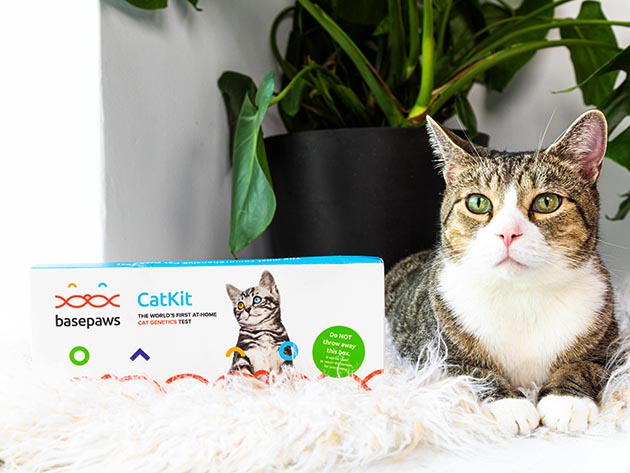 Basepaws Breed + Health DNA Test: At-Home Cat Genetics Test