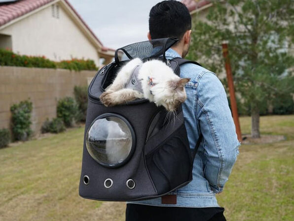 43 HQ Images Fat Cat Backpack Video : Your Cat Backpack Fat Cat review! - YouTube