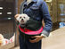 Small Pet Travel Carrier