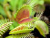 Venus Flytrap Seeds Growing Kit
