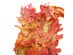 Homvare Transparent Preserved Fall Oak Leaves 5 Pieces Oz Artificial Ornament for Fall, Thanksgiving, Halloween, Party and Wedding Decorations