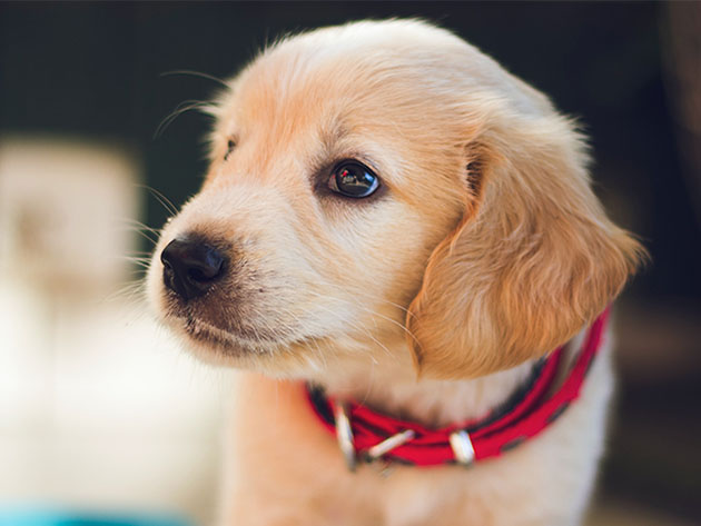 Puppies: A-Z Guide to Puppy & Dog Training