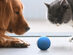 Wicked Ball: Interactive Pet Toy