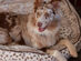 BuddyRest Lynx Lounger Vegan Fur Dog Bed