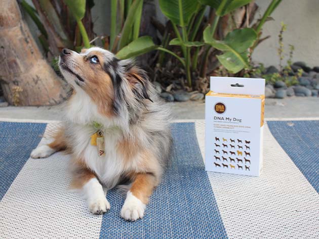 DNA My Dog Breed Identification Test (5-Pack)