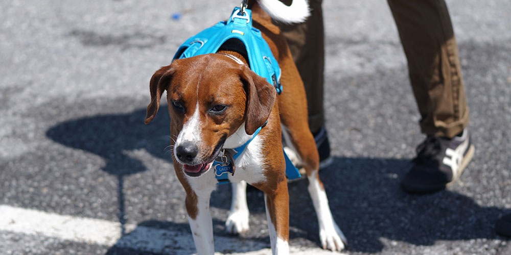 Leash Training: Stop Pulling on the Leash