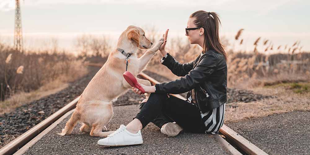 Dog Training: Become a Dog Trainer (Dog Training Career)