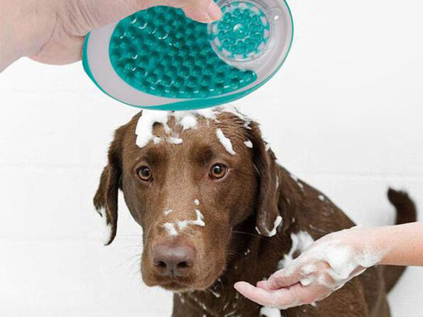 dog shampoo brush